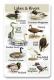 Lakes And Rivers SongCard.jpg